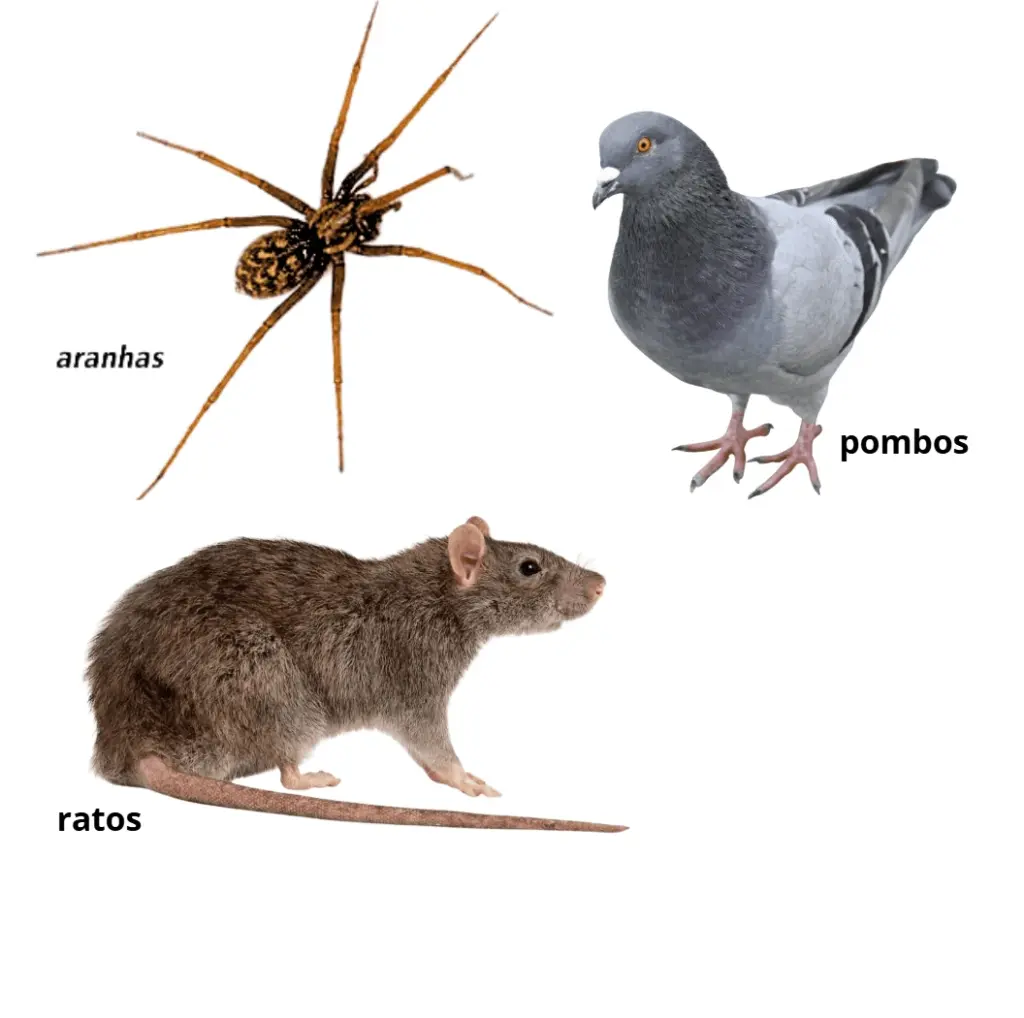Aranha, pombo e rato isolados.